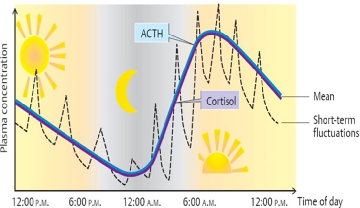 cortisol-rythm-diagram